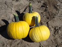 Sunlight PMR – Pumpkin Seed