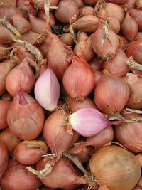 Conservor – Organic Shallot Seed