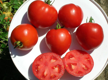 Polbig – Tomato Seed