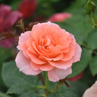 Jump for Joy Floribunda Rose