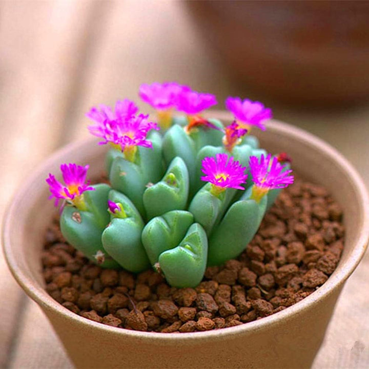 Heirloom Non-GMO Succulent Flower Seeds for Planting – Drought-Tolerant Decorative Indoor Blooms