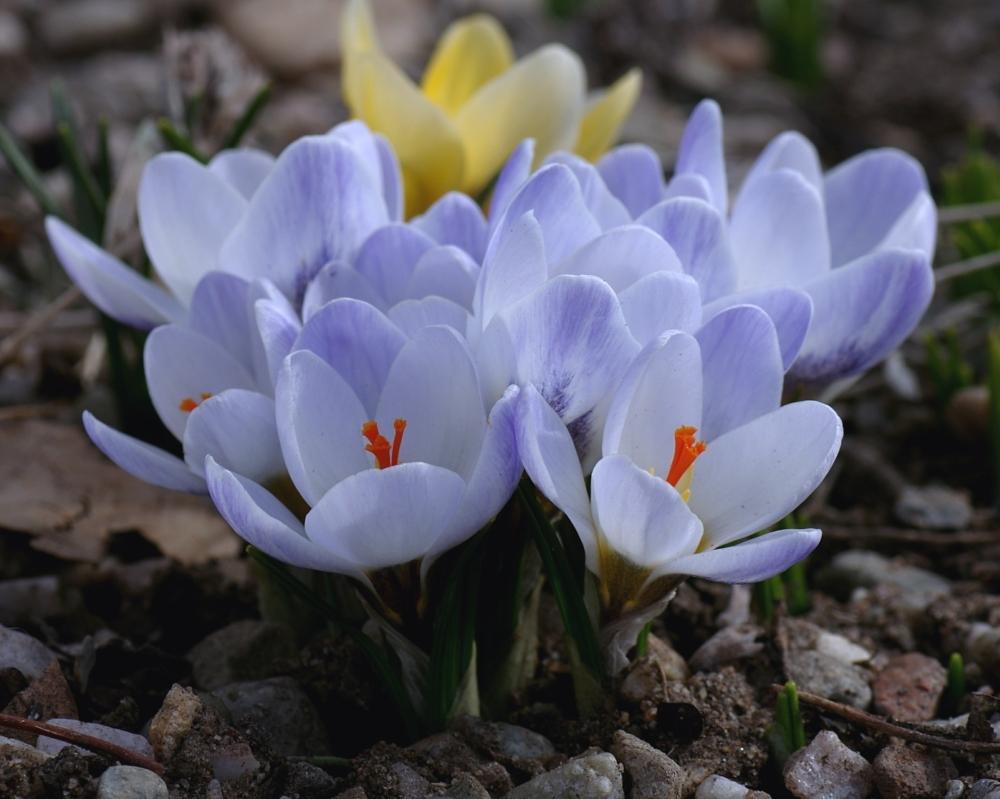 Snow Crocus- Blue Pearl