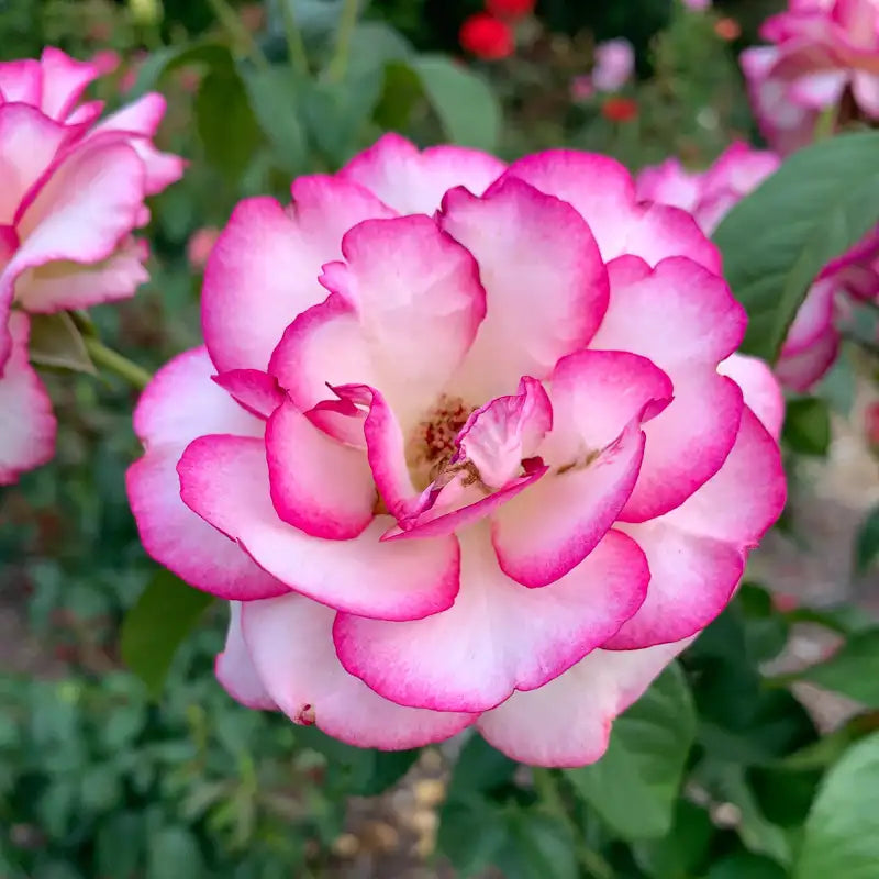 Miss Congeniality Grandiflora Rose