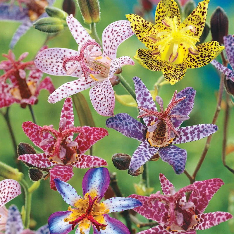 Deluxe Toad Lily Mixture Super Sak