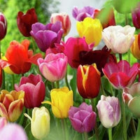 Heirloom Mixed Tulip Flower Seeds for Planting – Non-GMO, Vibrant Colorful Blooms