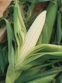 Corn, Maize- Silvermine