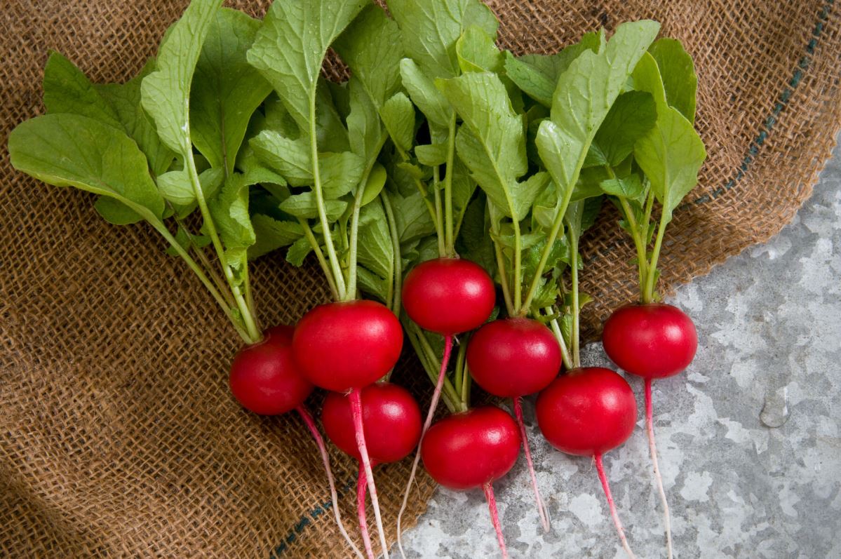 Rover – Radish Seed