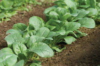 Carmel – Spinach Seed