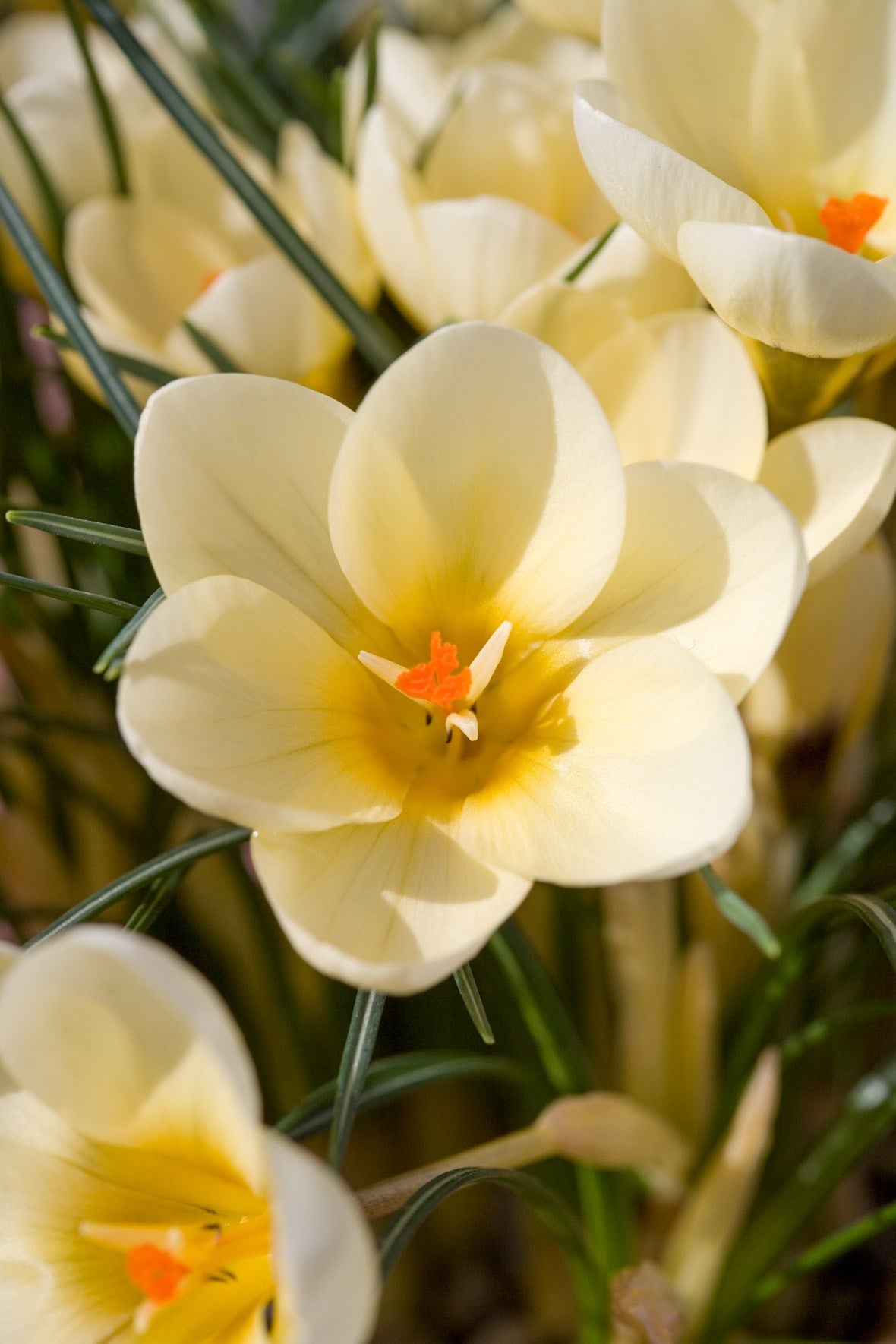 Snow Crocus- Cream Beauty