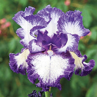 Hemstitched Reblooming Bearded Iris
