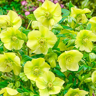 Lush Green WOW! Hellebore