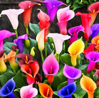 Calla Lily Mixed