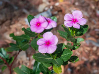Organic Catharanthus Flower Seeds for Planting – Heirloom, Non-GMO