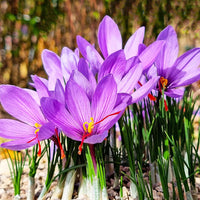 Crocus Flower Seeds for Planting, 100