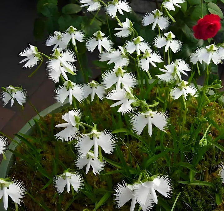 Organic Heirloom Non-GMO Radiata Seeds for Planting – Healthy Vibrant Garden Blooms