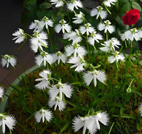 Organic Heirloom Non-GMO Radiata Seeds for Planting – Healthy Vibrant Garden Blooms