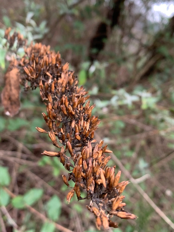 Brown Buddleja Flower Seeds for Planting - NON GMO Seeds