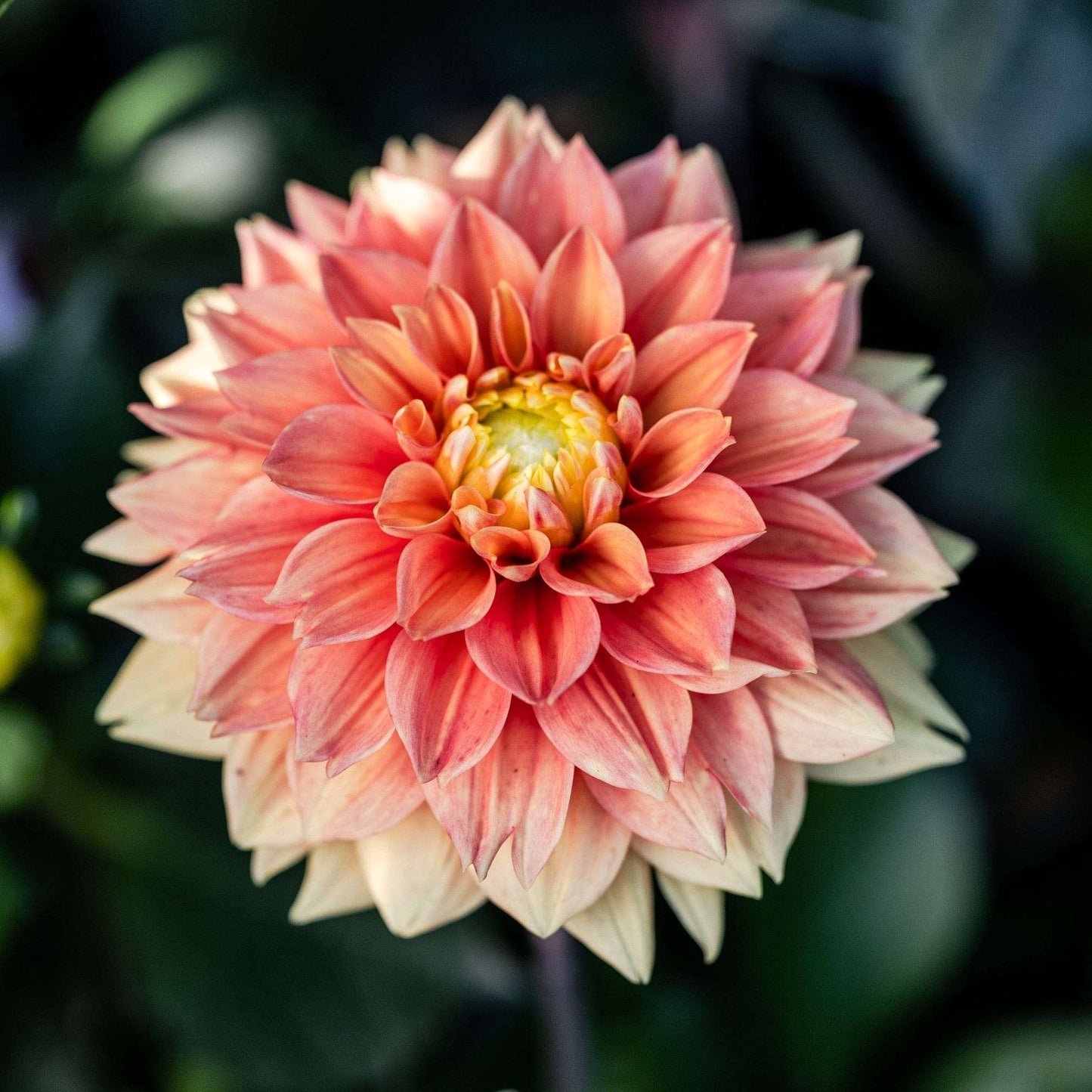 Sunset Tropicana Dahlia