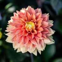 Sunset Tropicana Dahlia