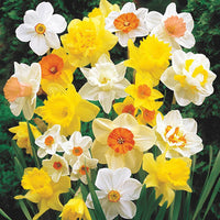 Giant Daffodils For Naturalizing Seeds