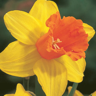 Fortissimo Daffodil Seeds