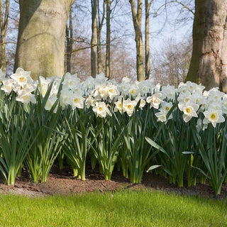 Mount Hood Daffodil Seeds