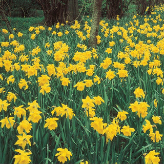 Giant Yellow Jonquils for Naturalizing Seeds