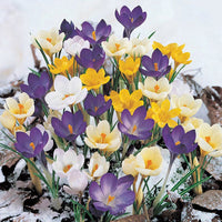 Snow Crocus Mixture Seeds