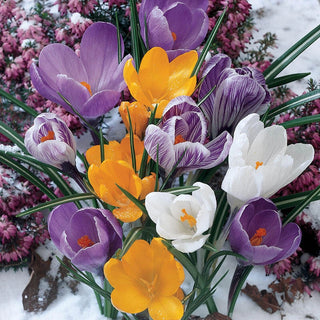 Mixed Crocus Super Sak Seeds