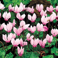 Hardy Cyclamen Seeds