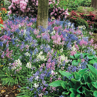 English Wood Hyacinth Mixture Seeds