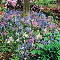 English Wood Hyacinth Mixture Seeds