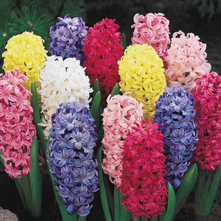 Giant Hyacinth Mixture Seeds