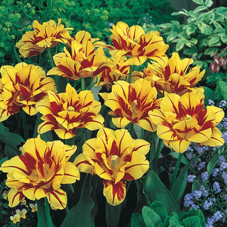 Monsella Tulip Seeds