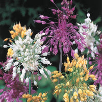 Sparkler Allium Mixture Seeds