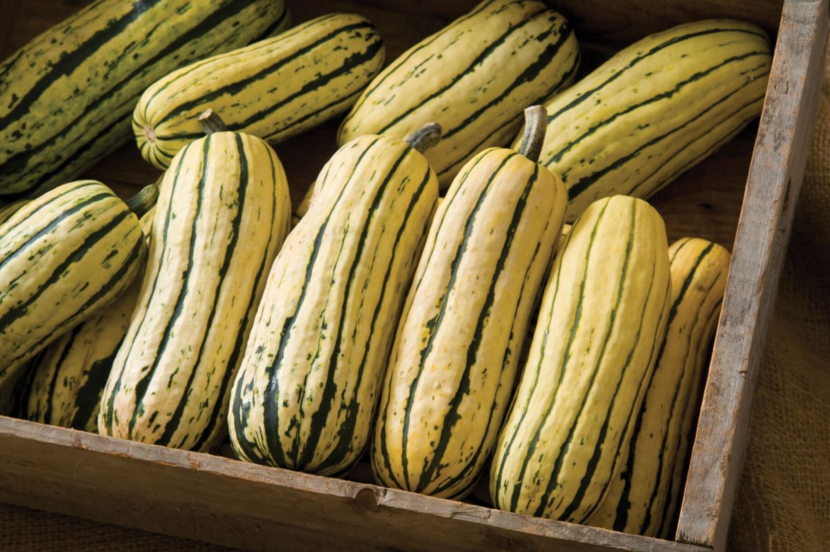 Delicata JS – Organic Delicata Squash Seed