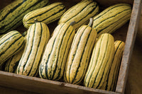 Delicata JS – Organic Delicata Squash Seed