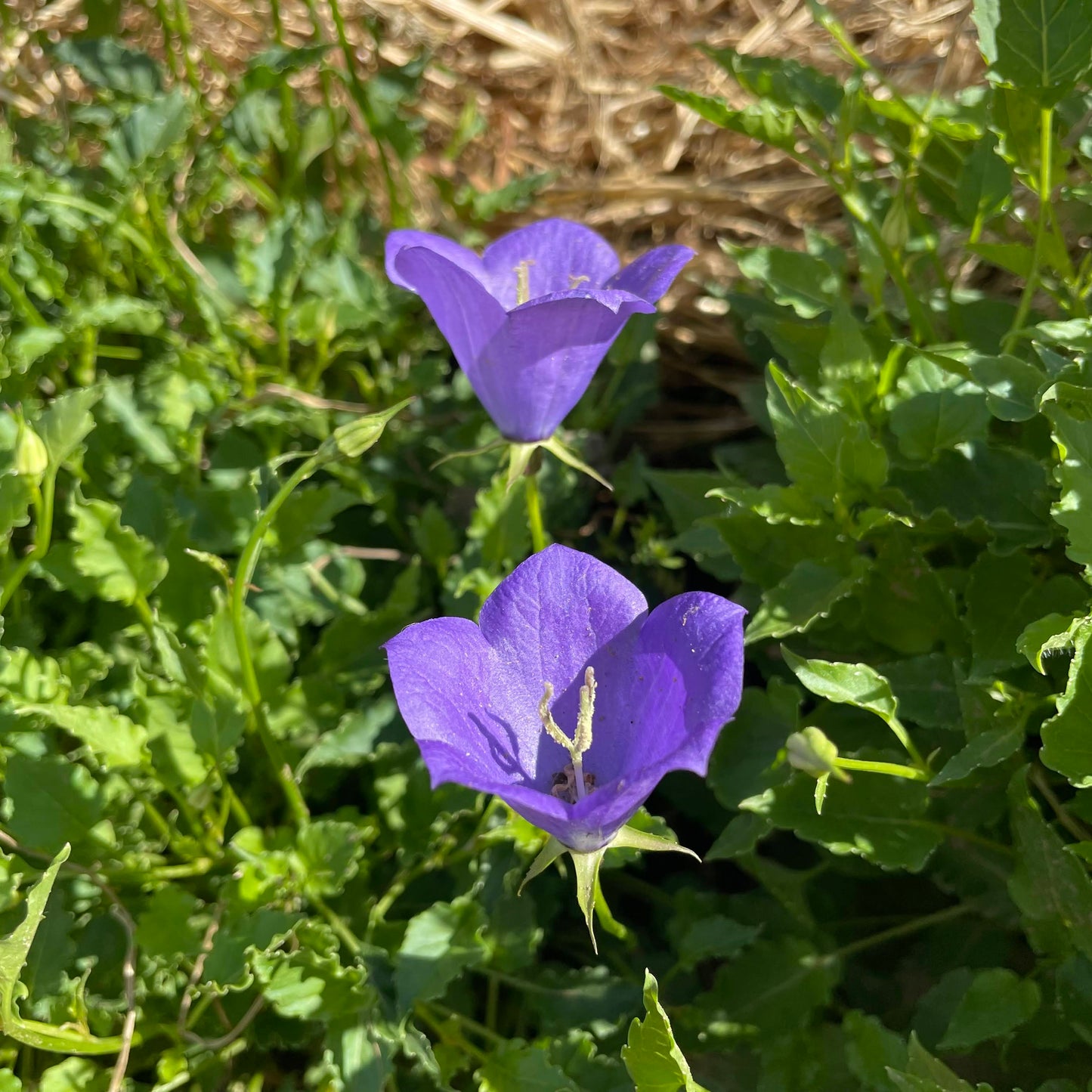 Tussock Bellflower- Blue