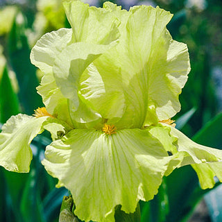 Pride of Ireland Bearded Iris Seeds