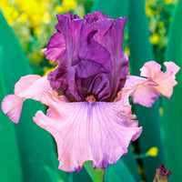 Finishing School Bearded Iris Seeds