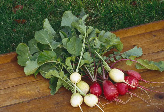 Celesta – Organic Radish Seed