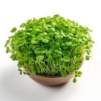 Kale, Bright Green Curly – Organic Microgreen Seed