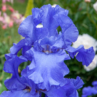 Sugar Blues Reblooming Bearded Iris Seeds