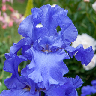 Sugar Blues Reblooming Bearded Iris Seeds