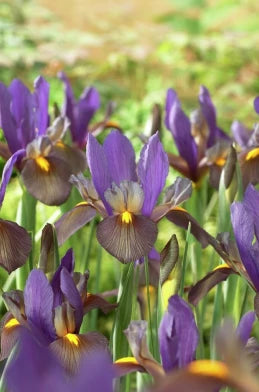 Iris Flashlight Purple and White Bulb