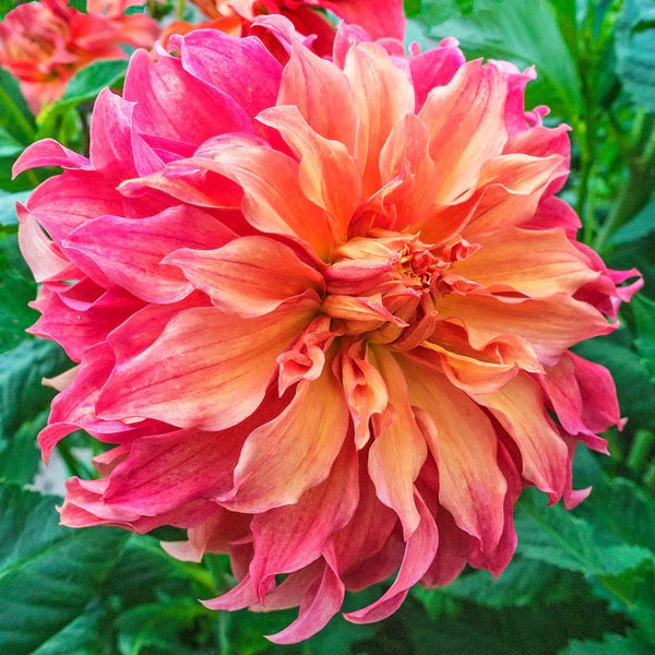 Belle of Barmera Dahlia Flower Seeds for Planting - Heirloom & Non-GMO Garden Seeds
