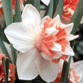 Extravaganza Daffodil Seeds