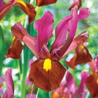 Red Ember Dutch Iris Seeds