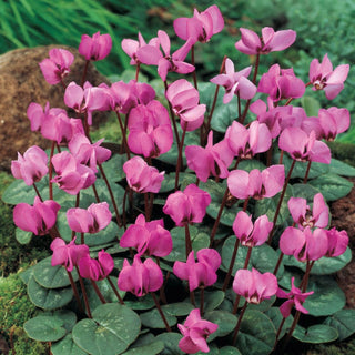 Dark Pink Hardy Cyclamen Seeds