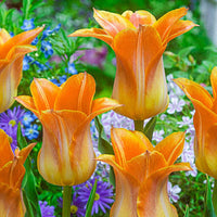 Je t'Aime Tulip Seeds